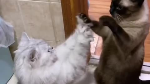 Funny cat playing video