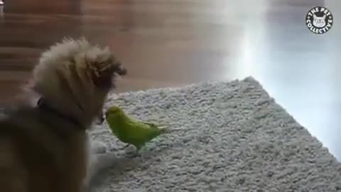 Dog love parrot 1