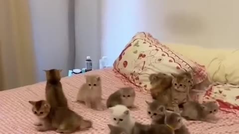 Cat Kittens