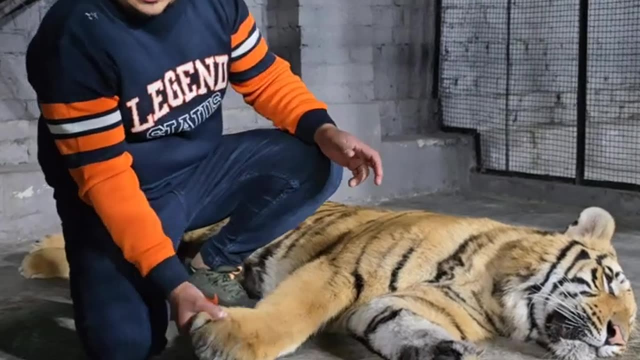 Title Trimming Talons Bengal Tiger's Nail Treatment! 🐅 #WildCare