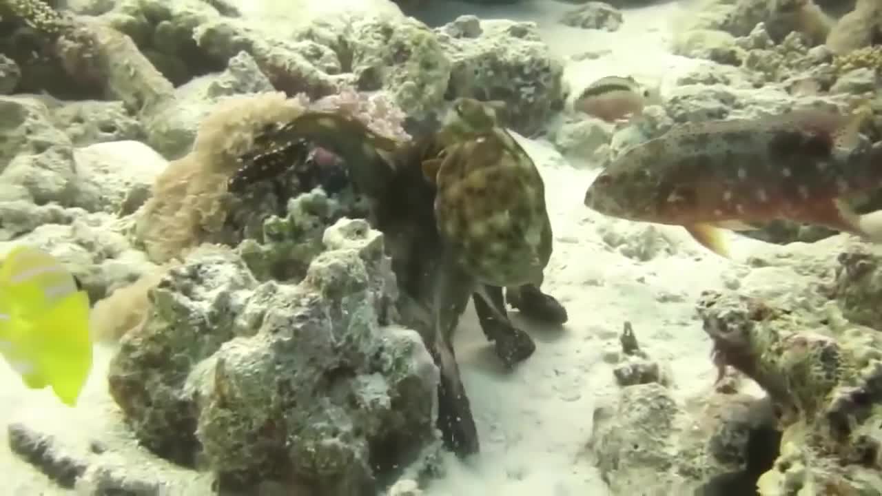 The Eagle Dies While Hunting Octopus In The Ocean