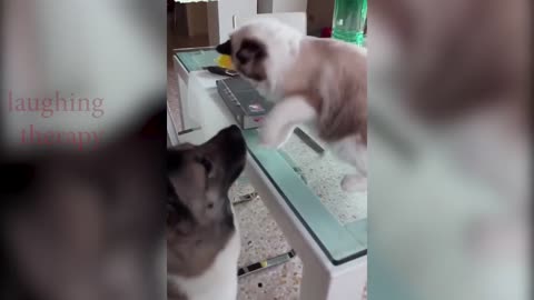 DOG vs CAT FUNNY VIDEOS, FUNNY CATS...