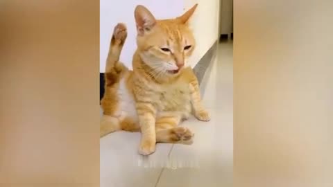 Funniest Animals New funny cats and dogs video