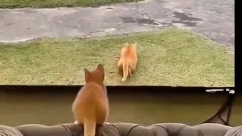 Monkey 🐒🐵 vs Cat 🐈😺 funny video