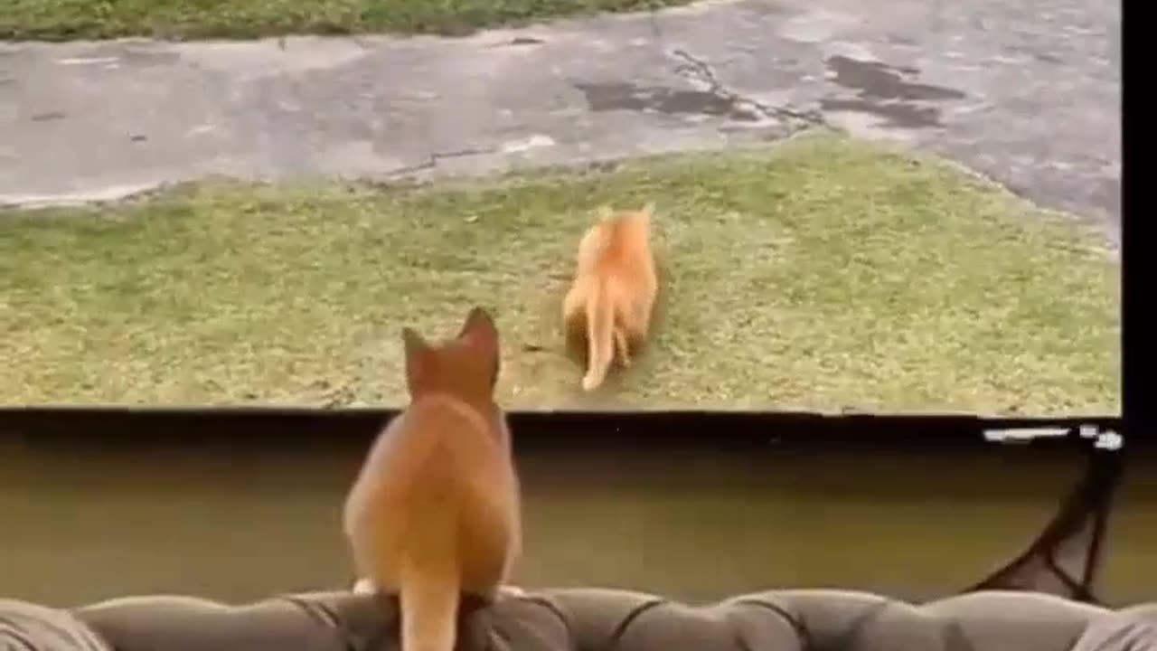 Monkey 🐒🐵 vs Cat 🐈😺 funny video