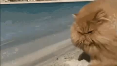 Cute Cat Gif