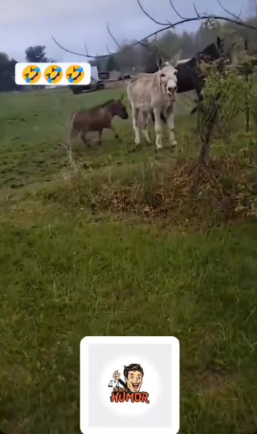 When the Electric Fence Becomes a Shocker! ⚡😂