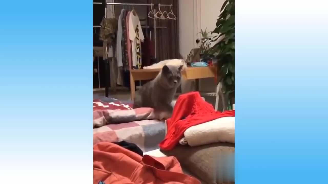 Top Funny Cat & dog Videos - Try Not To Laugh