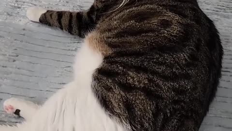 Cute cats funny