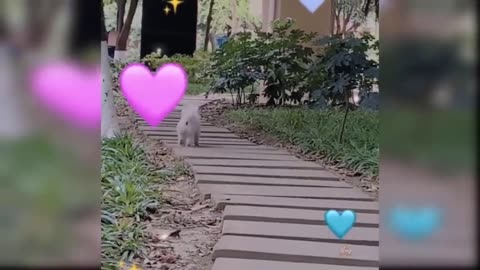 Funny Cat and Dog Videos That Will Make Your Day