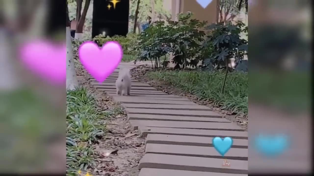 Funny Cat and Dog Videos That Will Make Your Day