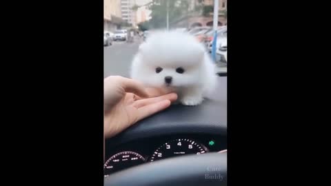 Adorable White Puppy