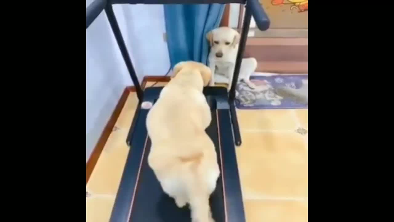 The dog is walk in Gym so funny