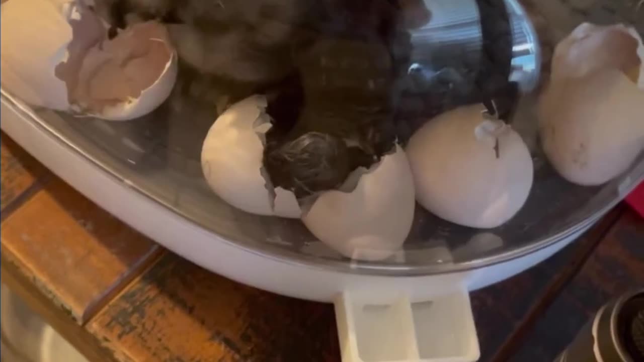 Chicken eggs hatch