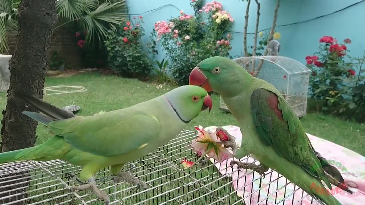 Cute parrots loving each other