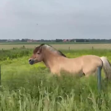 Majestic Horse That Likes the Music Grooving