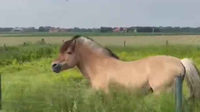 Majestic Horse That Likes the Music Grooving