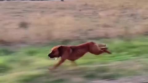 Zoomies: The faster-than-light mode engaged by my furry speedster⚡🐶#CanineComet