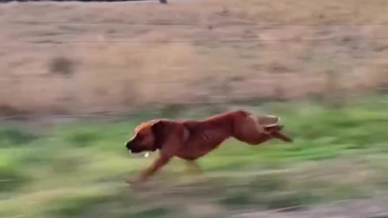Zoomies: The faster-than-light mode engaged by my furry speedsterā”š¶#CanineComet