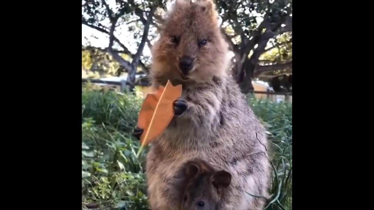 Funniest and cutest Animal video of the year🤣2024!!