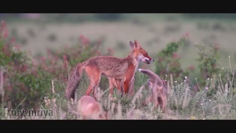 Fox with cubs