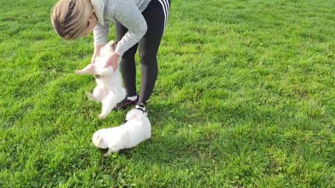 Maltese pups ,,