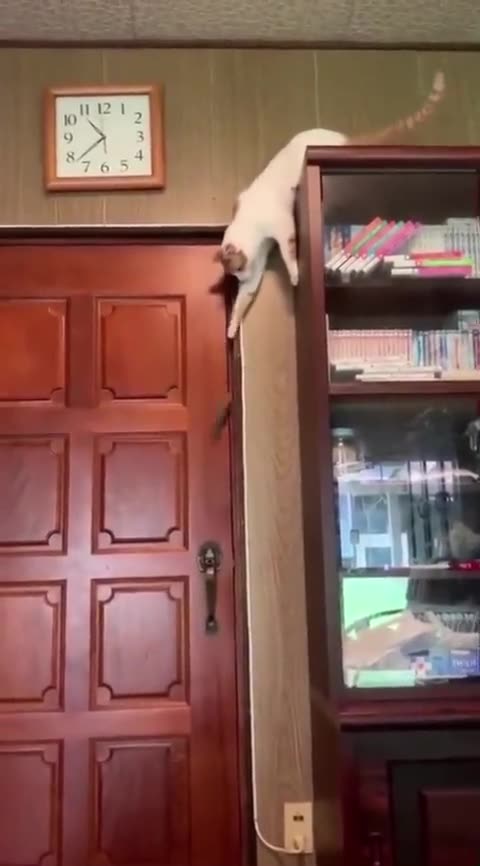 Η ΓΑΤΑ ΚΑΙ Η ΠΟΡΤΑ