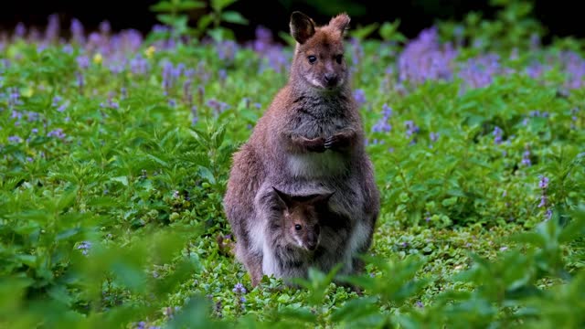 Kangaroo joey in a marsupium.