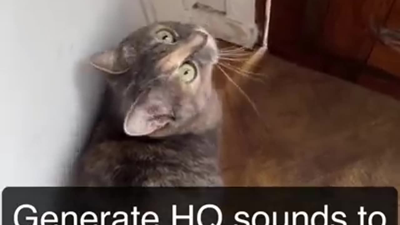 funny cat sound