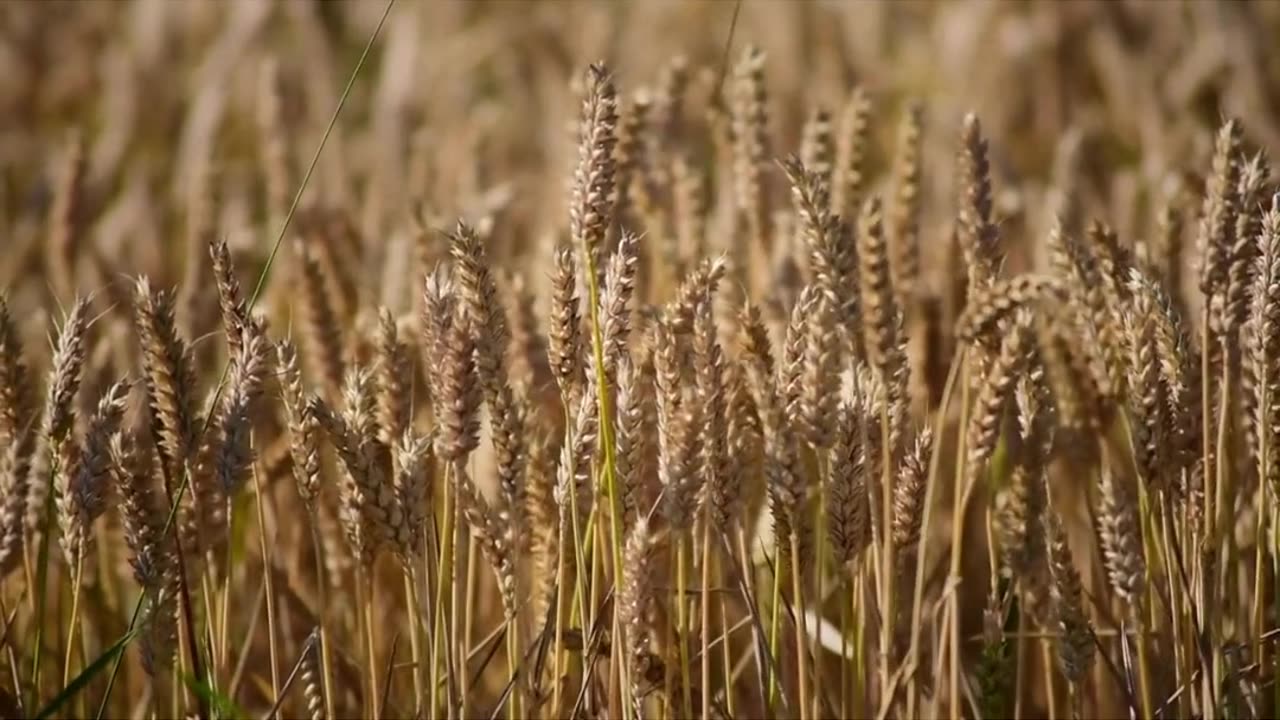 Wheat Revolution: LIBS-Raman Spectroscopy