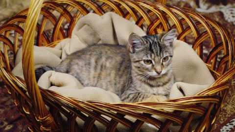 cute cat video playing in basket