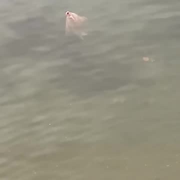 Weird thing in the water