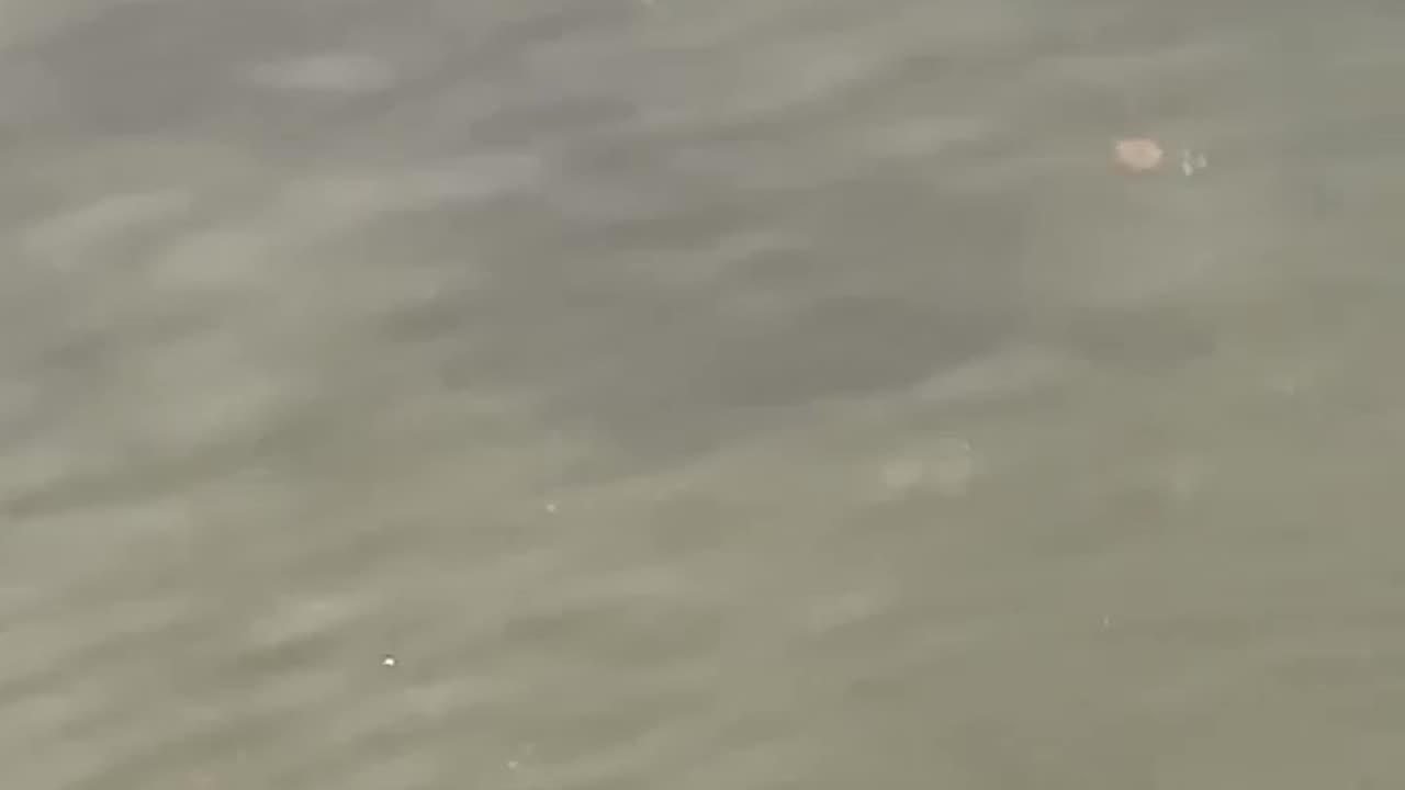 Weird thing in the water