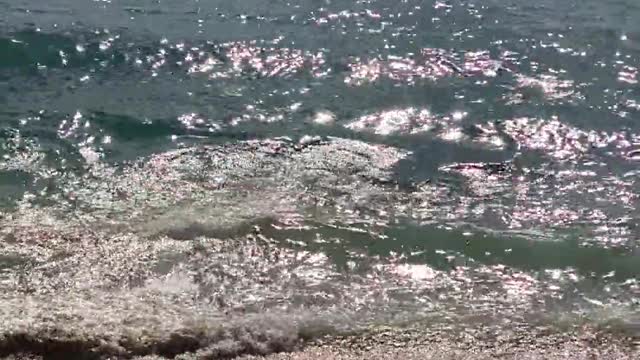 Monk Seal Interrupts Game of Fetch