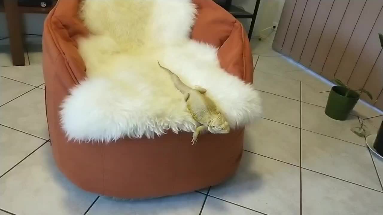 Bearded Dragon Jumping off | Cute Animal/Pet/lizard