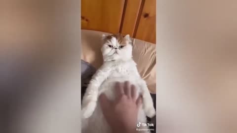 HOUR FUNNY CATS COMPILATION 2022😂_ Funny and Cute Cat Videos😸 ! - 184