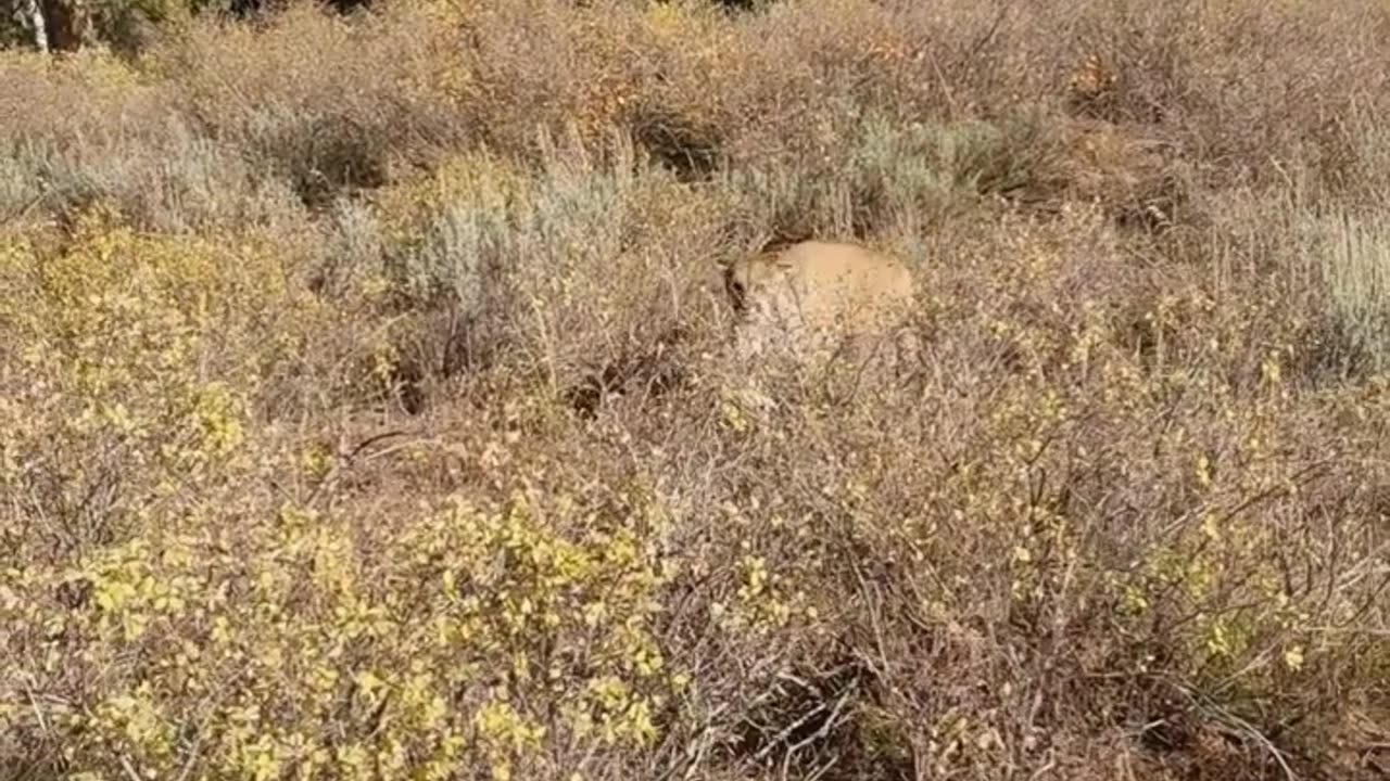 Mountain Lion stalks elk hunter in Idaho. Saved by Glock27 warning shots.