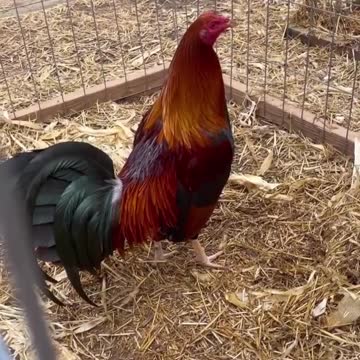 Beautiful Radio Chilangos Gamefarm