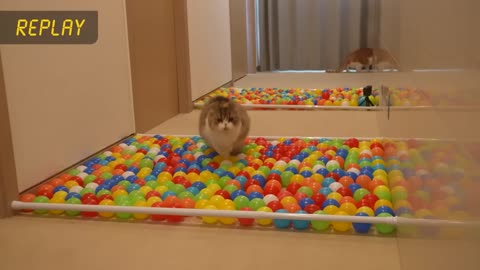 CAT IN THE BALLPOOL