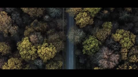 The Forest _ Cinematic Drone Footage_2