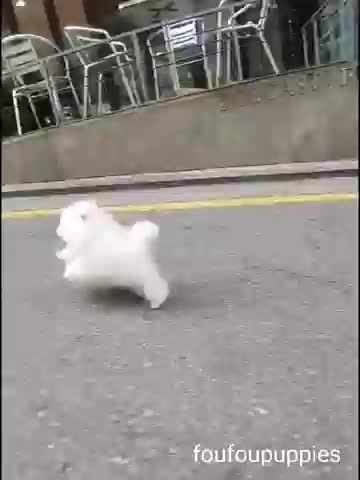 Running Dog ❤️ #dog #dogs #dogvideo #funnyvideo #bts #Pomeranian