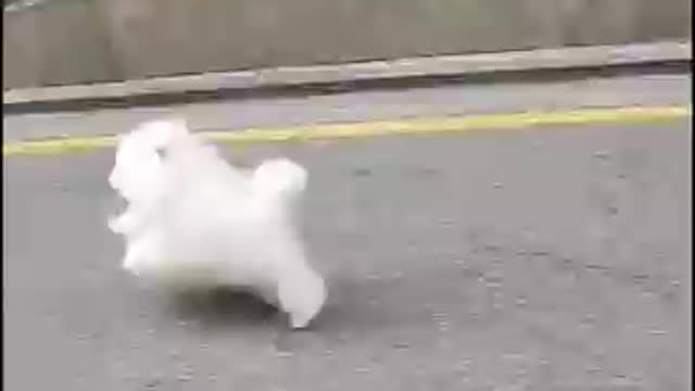 Running Dog ❤️ #dog #dogs #dogvideo #funnyvideo #bts #Pomeranian