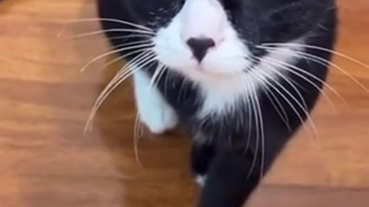 Cute cat 🐈 trending video