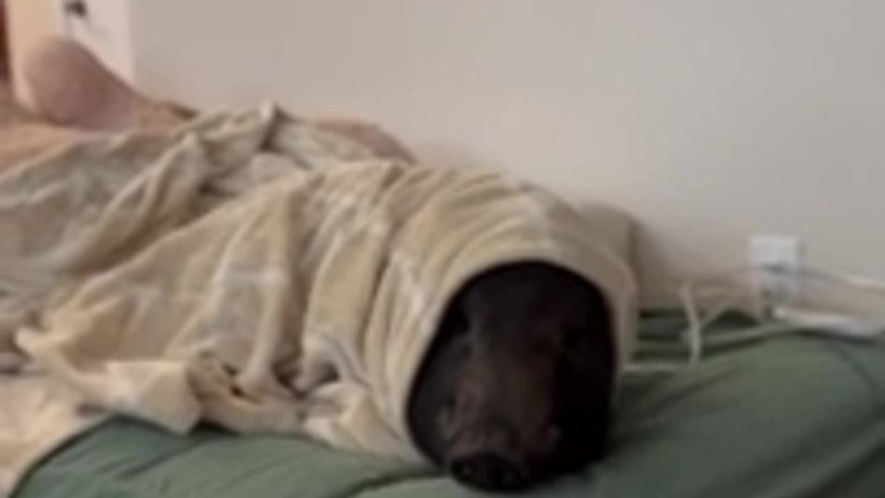 Electric blanket are warm on pig | funny animal video