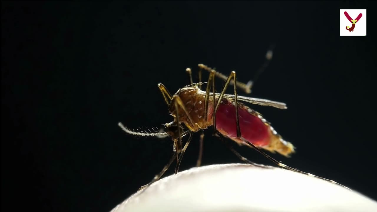 See the Tiny Terrors 10 interesting facts about Mosquitoes.