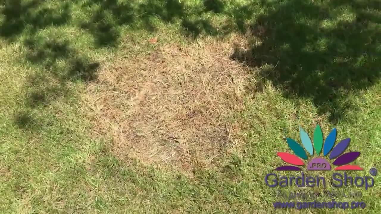 How to overseed lawn in Australia