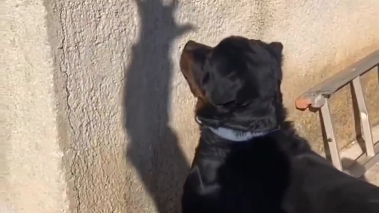 Dog playing with shadow