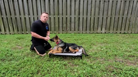 How To Train German Shepherd Puppy - 6 months old - Day One Lesson One with Hadley