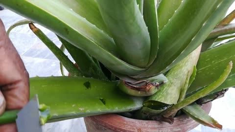 How to Graft Mango on Aloe Vera - DIY Gardening | PART 1
