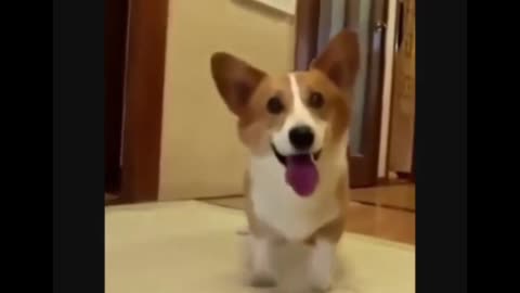 😂 When Dog gets too excited for ball 😂 #funnydog #funnydogclips #funnypets